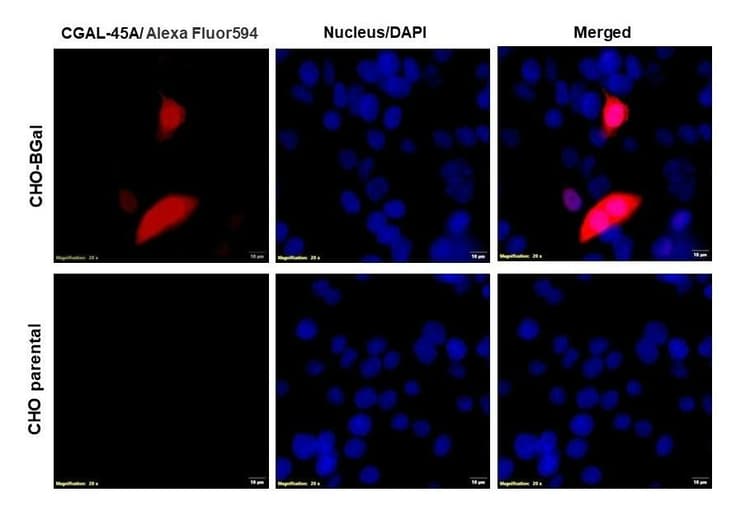 Anti-beta Galactosidase antibody(AB9361)