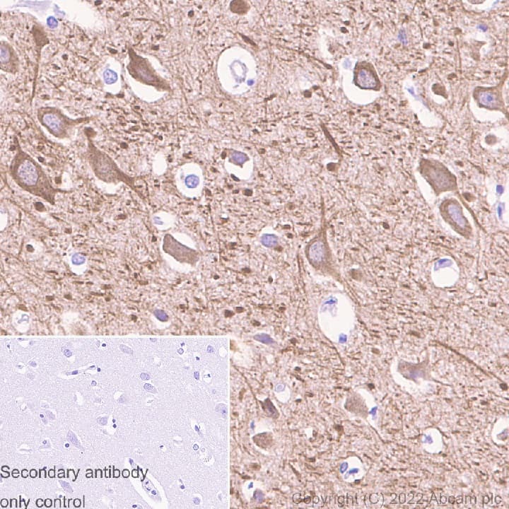 Anti-MAP2 antibody [EPR19691] - Goat IgG (Chimeric)(AB302487)