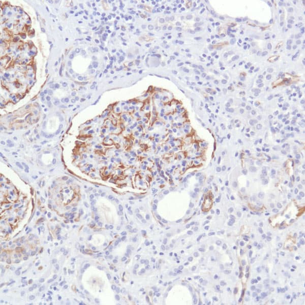Anti-Nestin antibody [SP103](AB105389)