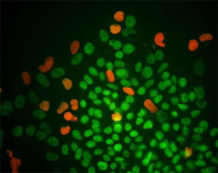 Anti-Oct4 antibody(AB19857)