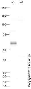 Anti-Stra8 antibody(AB49602)