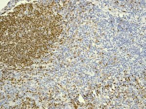 Anti-PAX5 antibody [EPR3730(2)](AB109443)