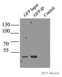 Gfp Antibody Ab290  Immunoprecipitation Img4143