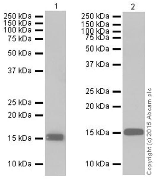 Anti-Histone H3 (tri methyl K9) antibody [EPR16601] - ChIP Grade(AB176916)