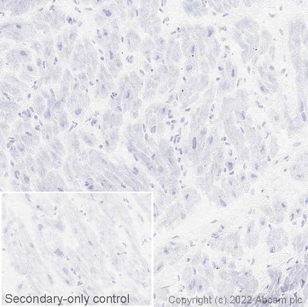 Anti-NPTX2 antibody [EPR24020-38] - BSA and Azide free(AB277533)
