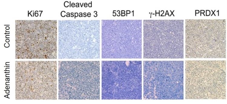 Universal HIER antigen retrieval reagent (10X)(AB208572)