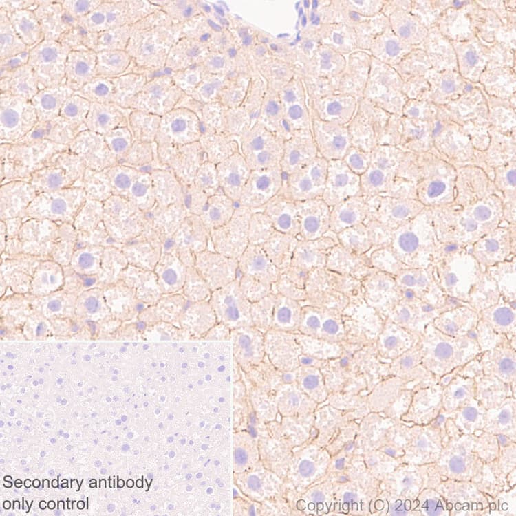 Anti-Claudin 1 antibody [RM1186](AB317709)