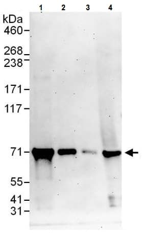 Anti-A-Raf antibody(AB225628)