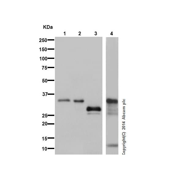 Anti-Caspase-7 antibody [EPR17029](AB181579)