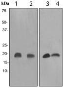 Stathmin 1 Antibody Ep1572 Bsa And Azide Free Ab284789  Western Blot Img131919