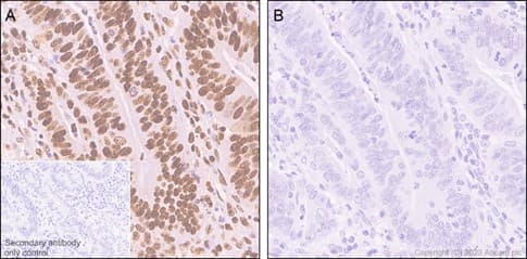 Anti-RNA polymerase II CTD repeat YSPTSPS (phospho S5) antibody [EP1510Y](AB76292)