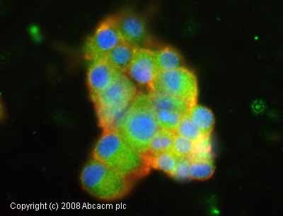 Anti-TLR4 antibody [HTA125] - Low endotoxin, Azide free(AB30667)