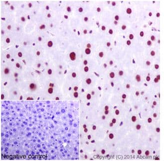 Anti-U2AF65 antibody [EPR17046] - BSA and Azide free(AB251237)
