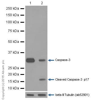 Anti-Caspase-3 antibody [E87](AB32351)
