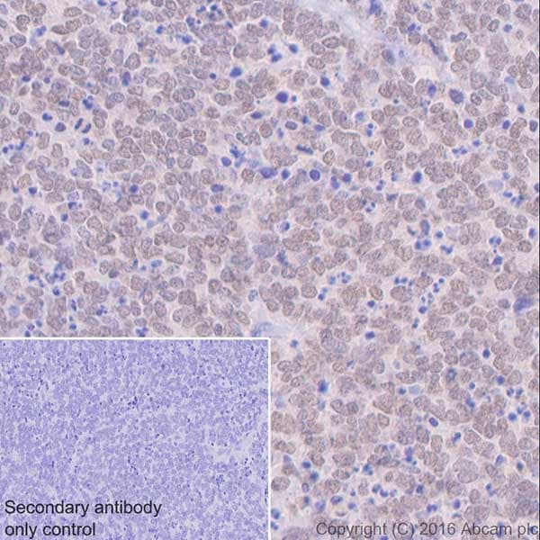 Anti-Otx2 antibody [EPR20375](AB183951)
