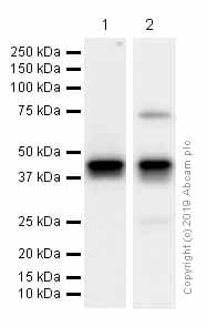 Anti-Islet 1 antibody [EPR10362](AB178400)