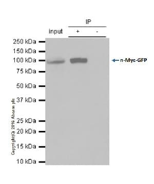 Anti-n-Myc/MYCN antibody [EPR18982-13](AB189528)