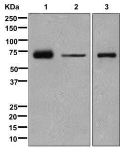 Munc18c Antibody Epr12447 Ab175238  Western Blot Img126804