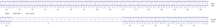 Human NCAM1 knockout U-87 MG cell line(AB306729)