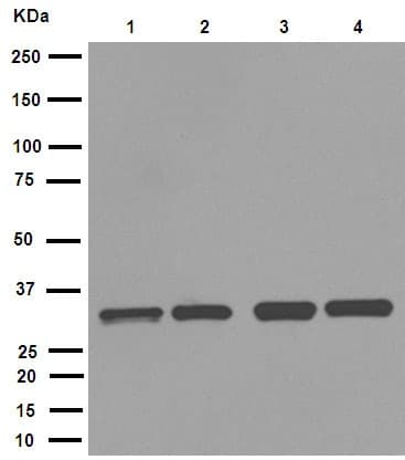 Anti-Cdk2 antibody [E304](AB32147)