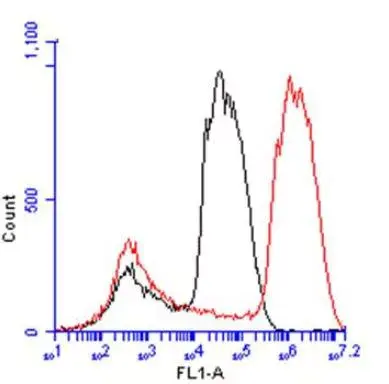 Anti-Liver Arginase antibody(AB96183)
