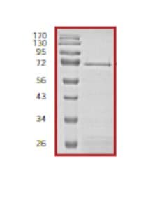 Ab56272  Sds Page Img4573