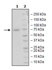 Recombinant Human PD-L1 (mutated K124A) protein (Tagged)(AB271696)