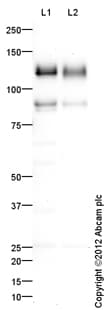 Anti-CD31 antibody(AB124432)
