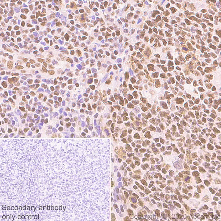 Anti-HDAC1 antibody [EPR23847-170](AB280198)
