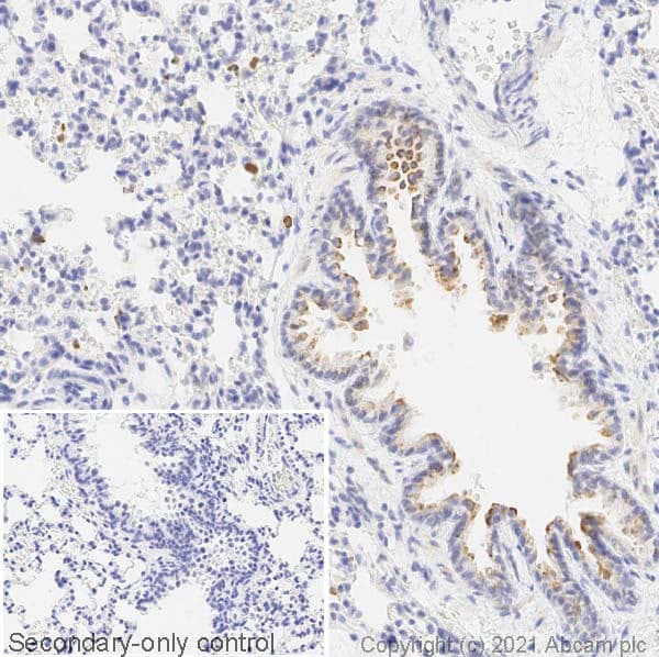Inos Antibody Ab15323 Immunohistochemistry Formalin Pfa Fixed Paraffin Embedded Sections Img176041