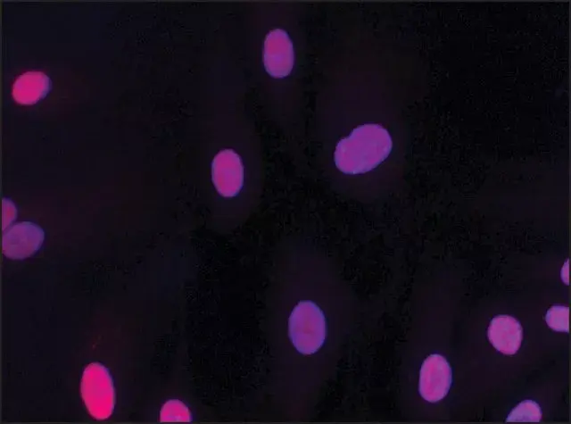 Anti-HMGB2 antibody(AB67282)