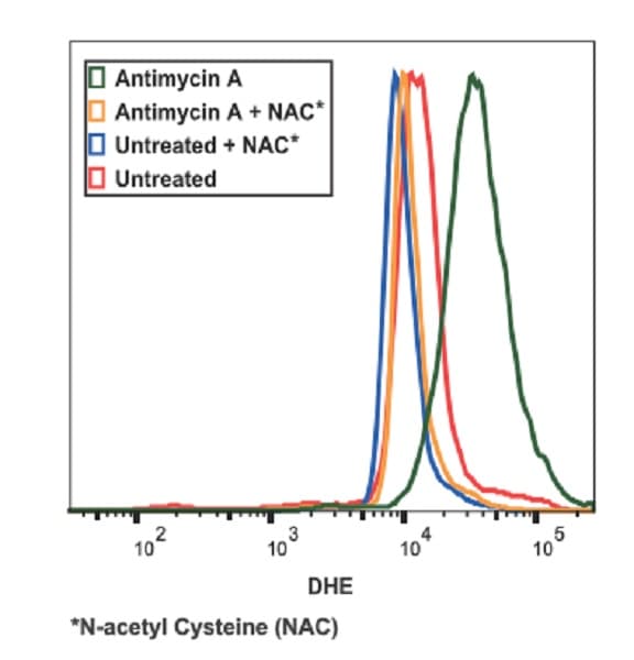 DHE (Dihydroethidium) Assay Kit - Reactive Oxygen Species(ab236206)