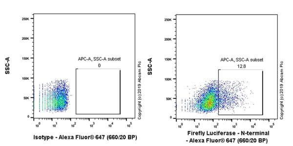 Alexa Fluor® 647 Anti-Firefly Luciferase antibody [EPR17789](AB237252)
