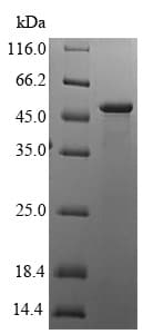 Recombinant Human HLA G protein (Tagged)(ab224851)