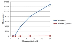 Anti-N6-methyladenosine (m6A) antibody(AB151230)