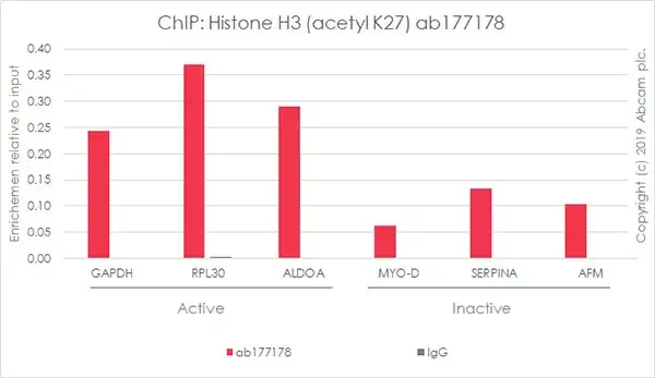 Anti-Histone H3 (acetyl K27) antibody [EP16602] - ChIP Grade(AB177178)