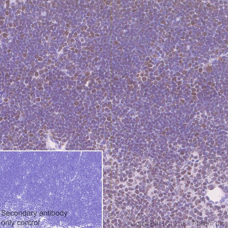 Anti-MTF2 antibody [EPR27196-167] - BSA and Azide free(AB314754)