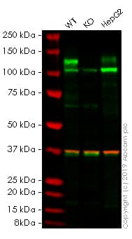 Ab259781  Western Blot Img100174