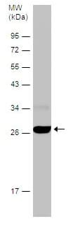 Hmgb1 Antibody N Terminal Ab228624  Western Blot Img27848