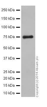 Srp72 Antibody Epr17143 Ab200199  Western Blot Img53667