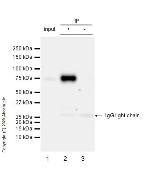 Anti-FMRP antibody [EPR23852-90] - BSA and Azide free(AB277489)