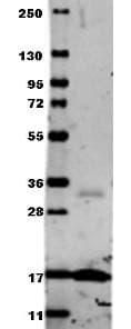 Anti-TNF alpha antibody(AB6671)