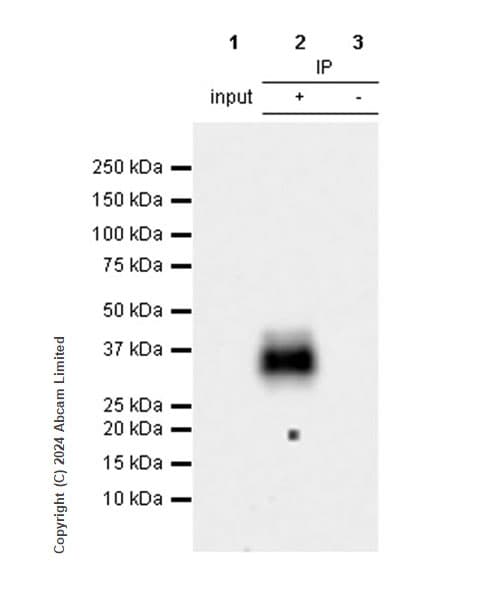 Anti-NKG2D antibody [RM1173] - BSA and Azide free(AB319163)