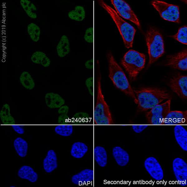 Rpa32 Rpa2 Antibody Epr22950 81 Ab240637  Immunocytochemistry Immunofluorescence Img116319
