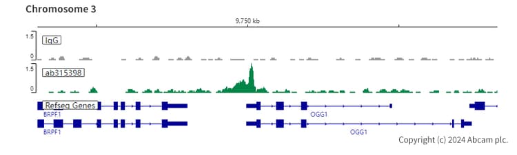 Anti-RUNX1 / AML1 antibody [RM1089] - BSA and Azide free(AB315399)