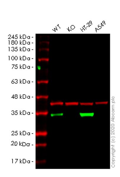Anti-MTAP antibody [EPR22570-76](ab254265)