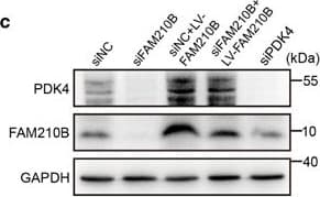 Anti-PDK4 antibody [1C2BG5](AB110336)