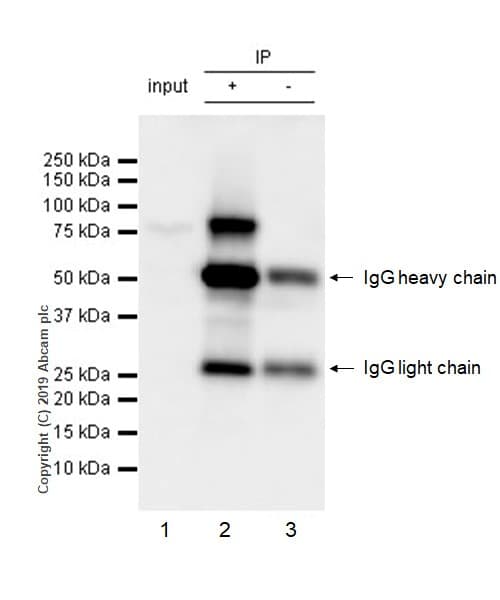 Anti-EWSR1/EWS antibody [21B1](ab252829)