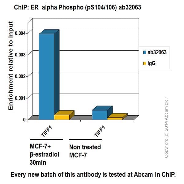 Anti-Estrogen Receptor alpha antibody [E115] - ChIP Grade(ab32063)