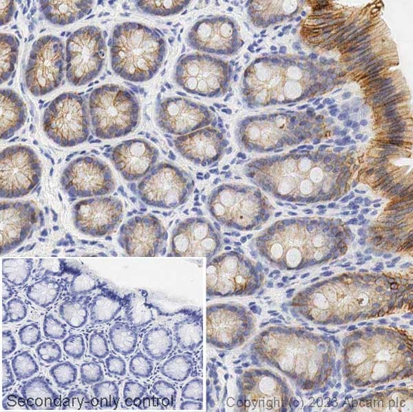 Anti-E Cadherin antibody [4A2](AB231303)